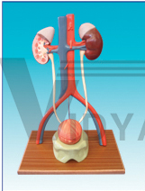 The model of male urinary system